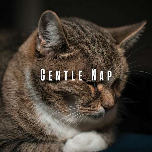 آلبوم Gentle Nap: Cats' Ambient Music For Rest 