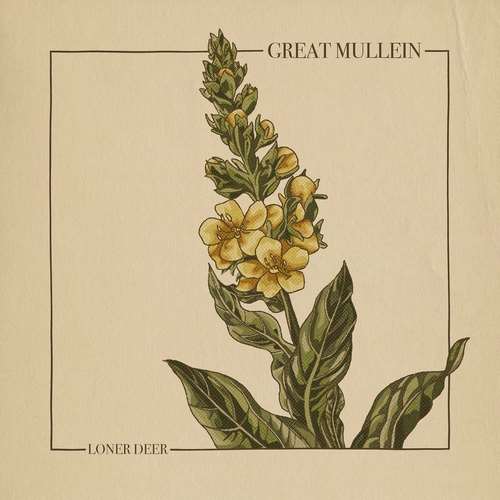 آلبوم Great Mullein 