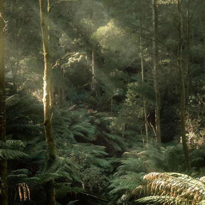 Tom Day - The Forests Are Calling