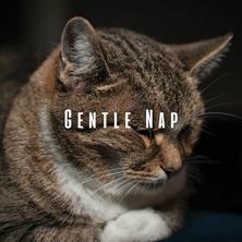 دانلود آلبوم موسیقی Sleepy-Cat-Gentle-Nap-Cats-Ambient-Music-For-Rest