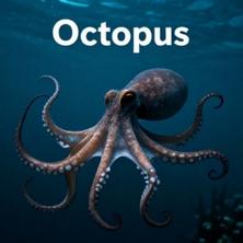 دانلود آلبوم موسیقی Octopus