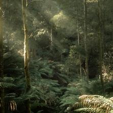 دانلود آلبوم موسیقی Tom-Day-The-Forests-Are-Calling