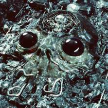 دانلود آلبوم موسیقی King-Gizzard-and-The-Lizard-Wizard-Alien-Metal