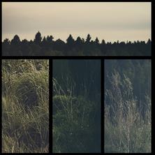 E321 - Among the Trees